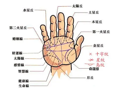 史上最全手掌纹路图解大全 哔哩哔哩