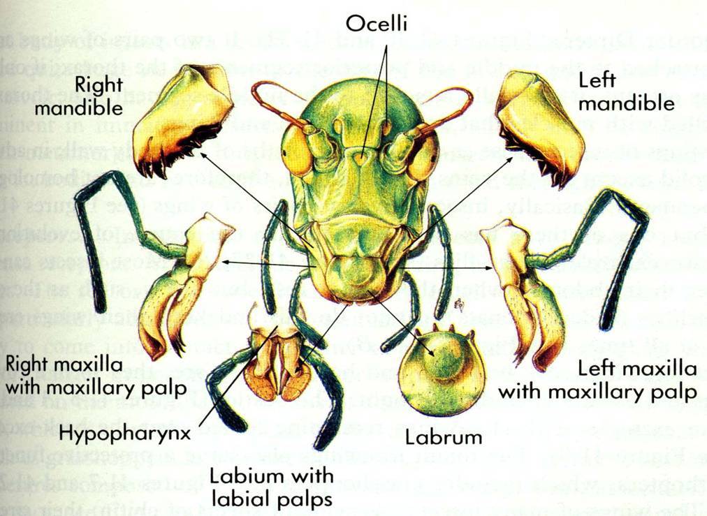 昆虫口器分类图片