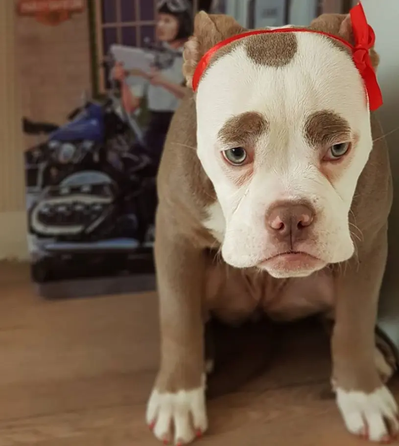 英斗天生一张 苦瓜脸 两条眉毛是亮点 没啥本事 走红靠颜值 哔哩哔哩