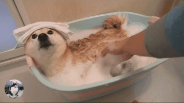 柴犬小春洗澡时还卖萌网友都被萌化了狗我可爱吗