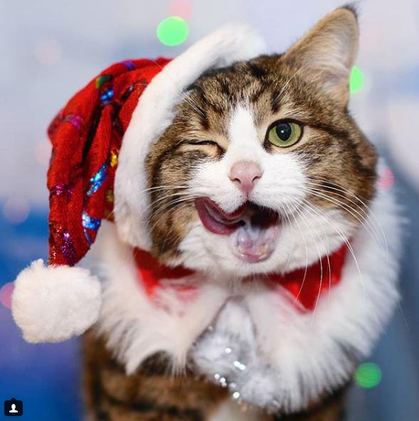 这只instagram上走红的rexie小猫居然靠着"表情包"圈粉无数!