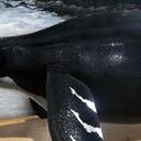 方舟生存进化模组生物介绍——秀尼鱼龙