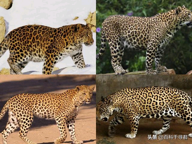 非洲花豹体重图片