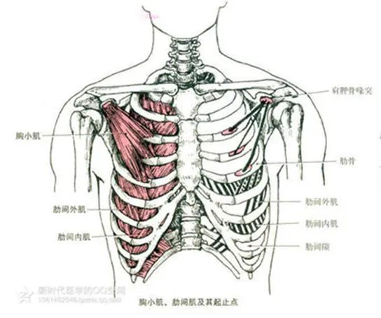 呼吸肌的解剖与神经控制 哔哩哔哩