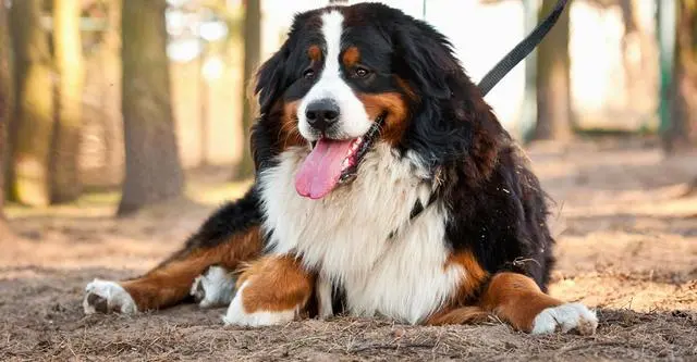 养大型犬好还是小型犬 喜欢安静的人选大狗 喜欢活泼的挑小狗 哔哩哔哩