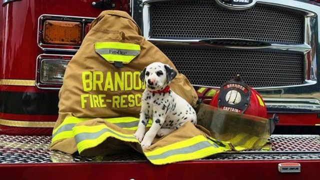 消防犬 狗狗最奇特的工作之一 然而尽是做赶鸡鸭鹅的事 哔哩哔哩