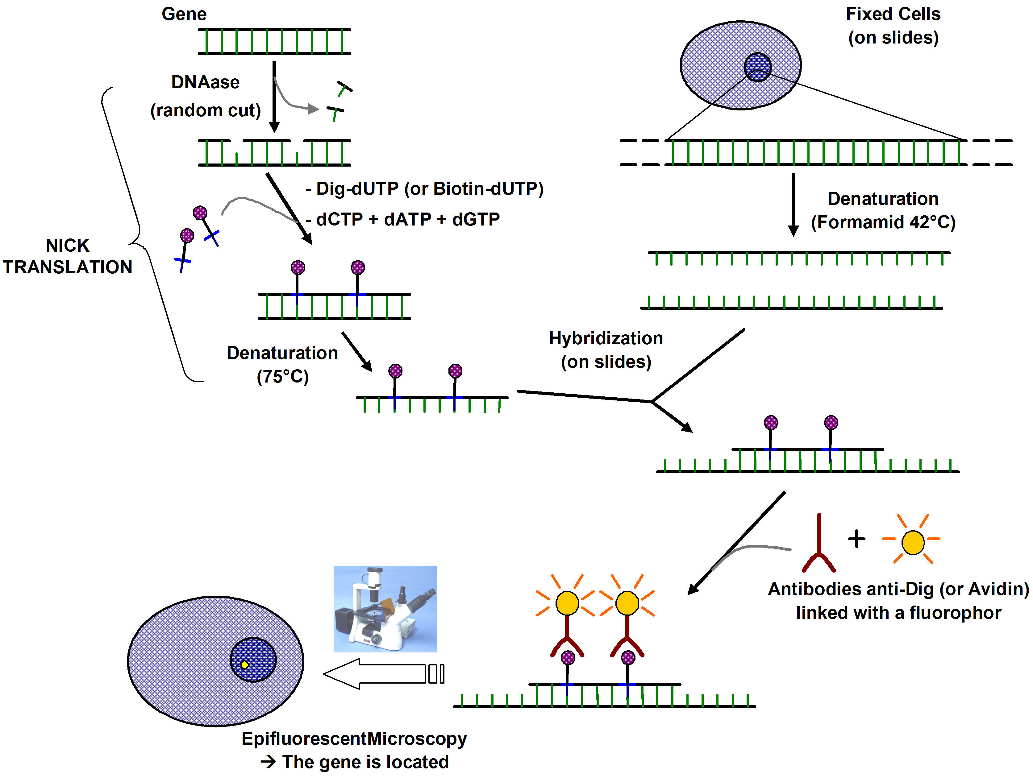 FISH原则与protocol（用于荧光显微镜检测） 哔哩哔哩