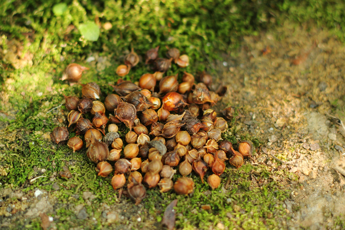 种植酢浆草也有很多年了,由于夏秋冬三季杭州的气象气候比较