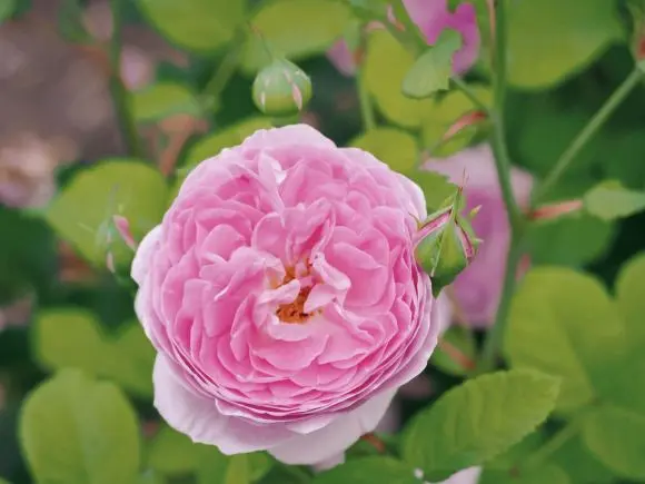 搬运 月季 大卫 奥斯丁和两个安妮 哔哩哔哩