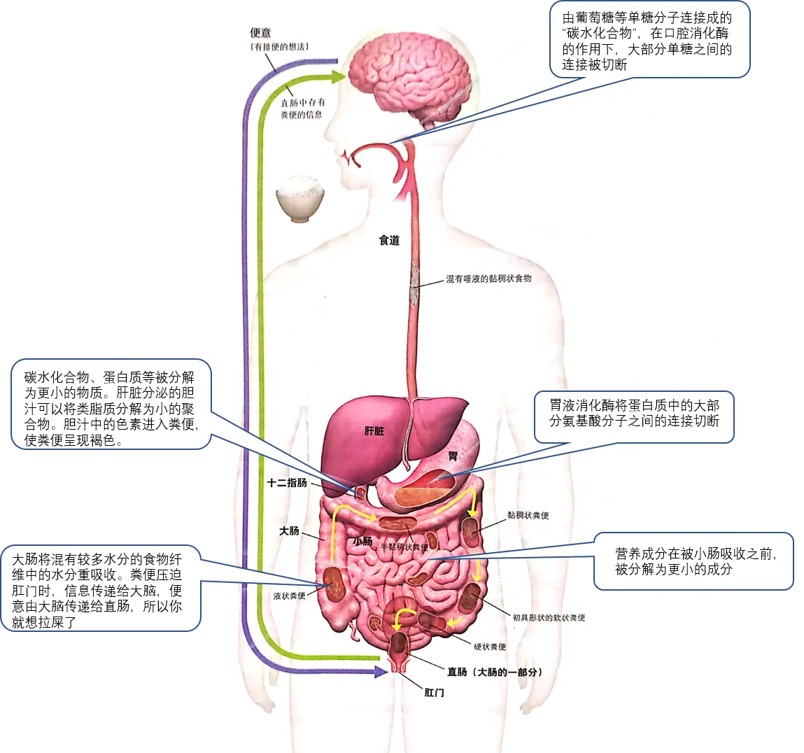 从 便便 看健康