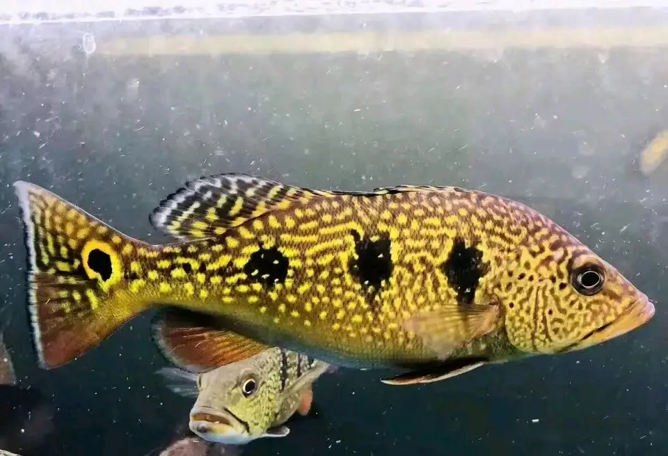 孔雀鲈图鉴之阿根廷丽鱼,眼斑三间不是眼斑鲷 - 哔哩哔哩