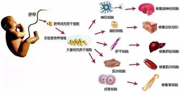 干细胞研究在北京谱写新篇