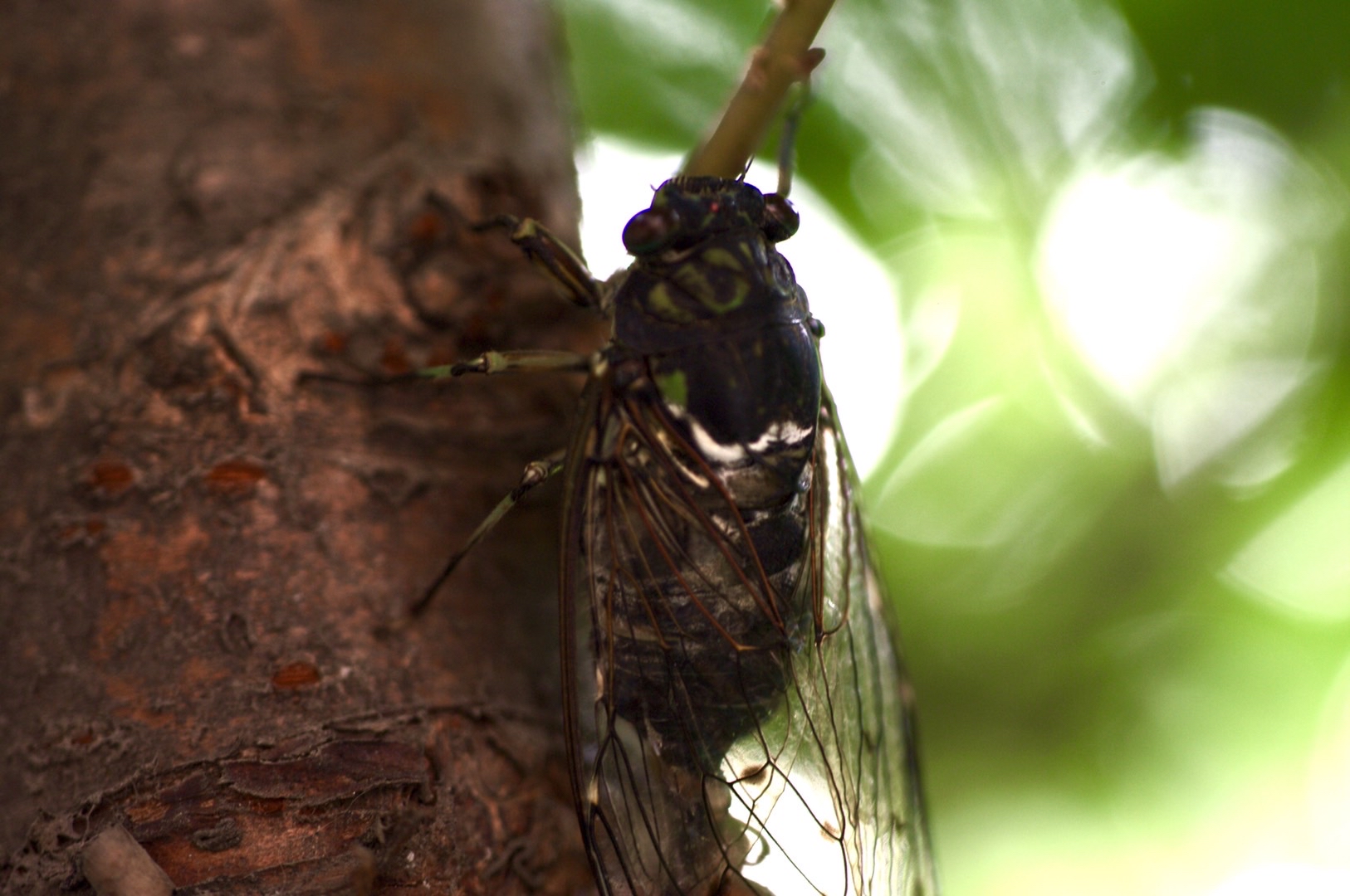 斑透翅蝉(鸣鸣蝉)