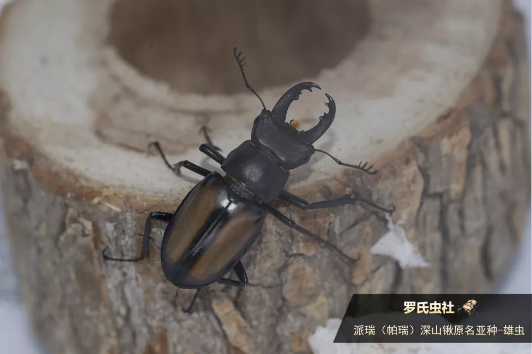 19年天目山之行下篇 派瑞深山锹大爆发及偶遇