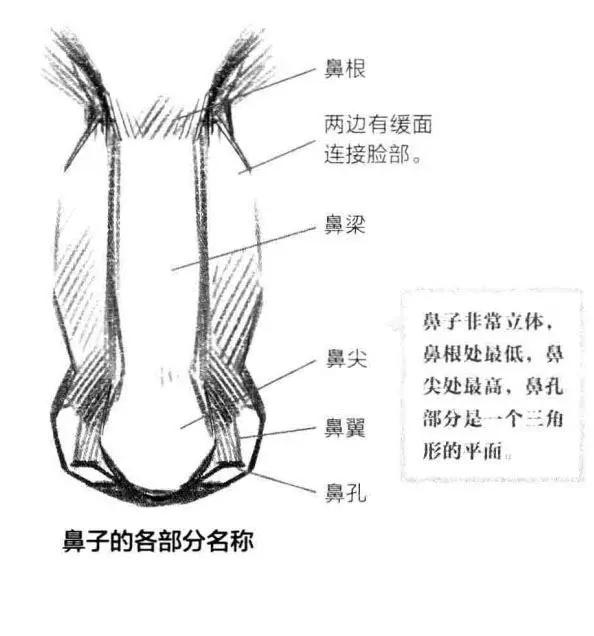 5 鼻子 嘴和耳朵 哔哩哔哩