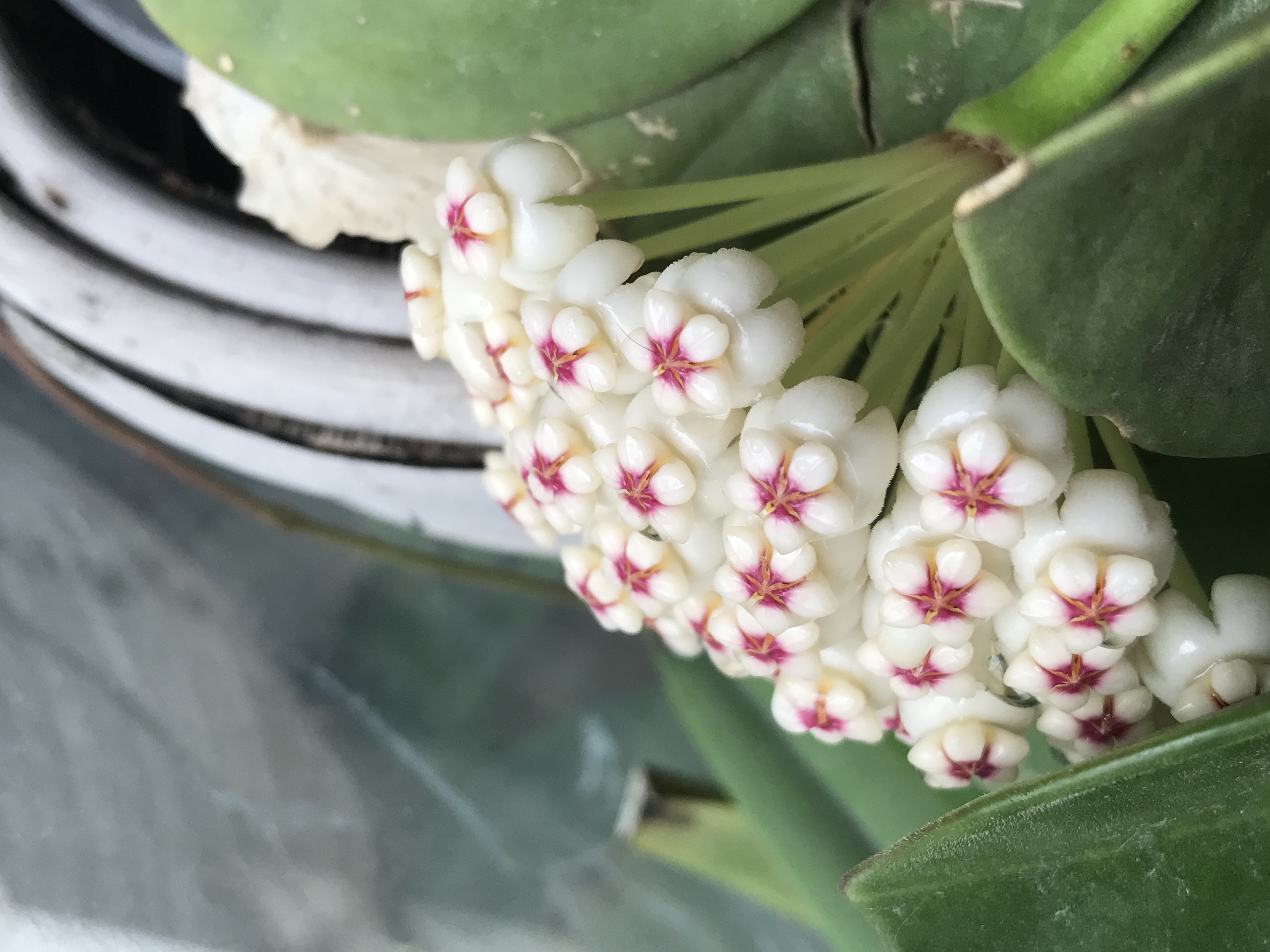 本人种的球兰 hoya