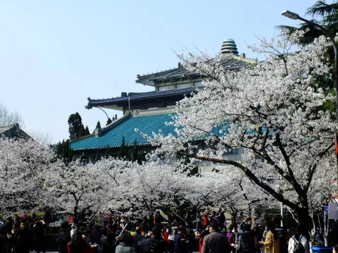 武汉大学珞珈山樱花