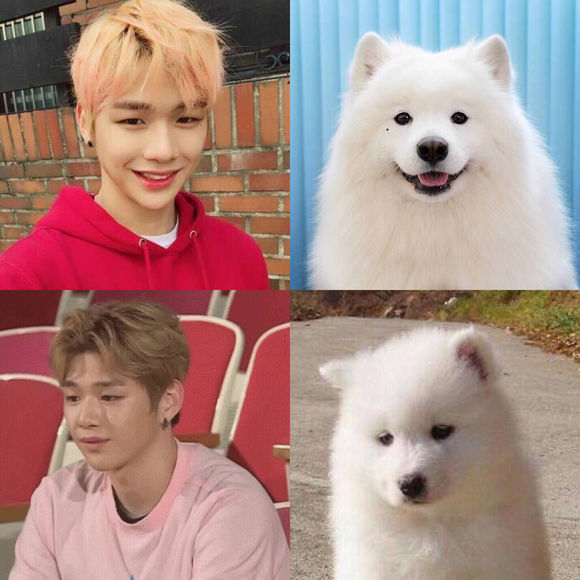 影视 综艺 姜丹尼尔像狗狗的照片和帅照姜丹尼尔真的好像萨摩耶又帅又