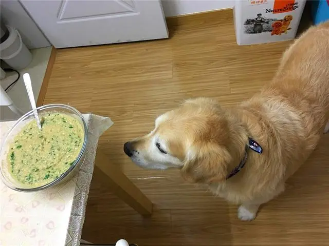 金毛被酒店老板喂肉后生病 天天吃肉的三大缺点 狗狗营养要均衡 哔哩哔哩