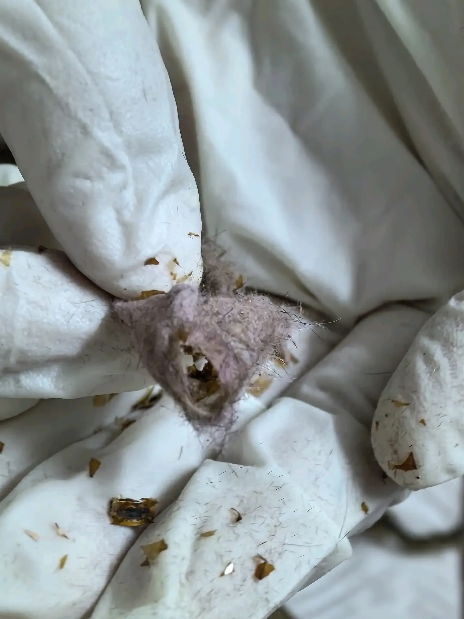 栎黄枯叶蛾羽化成功