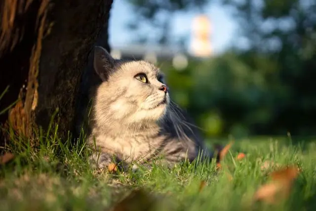 美短多少钱一只？虎斑、加白、幼猫、美国短毛猫- 哔哩哔哩