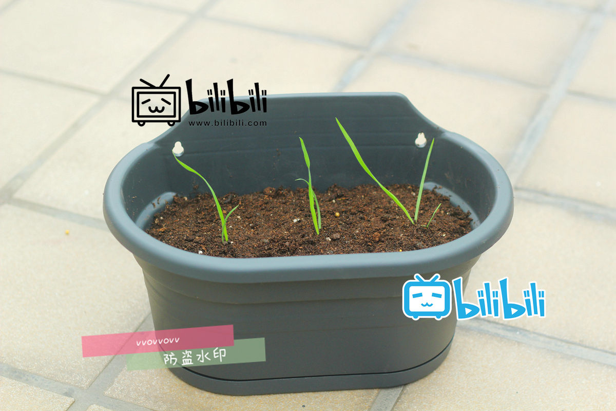 兔尾巴毛兔尾草种植文字版