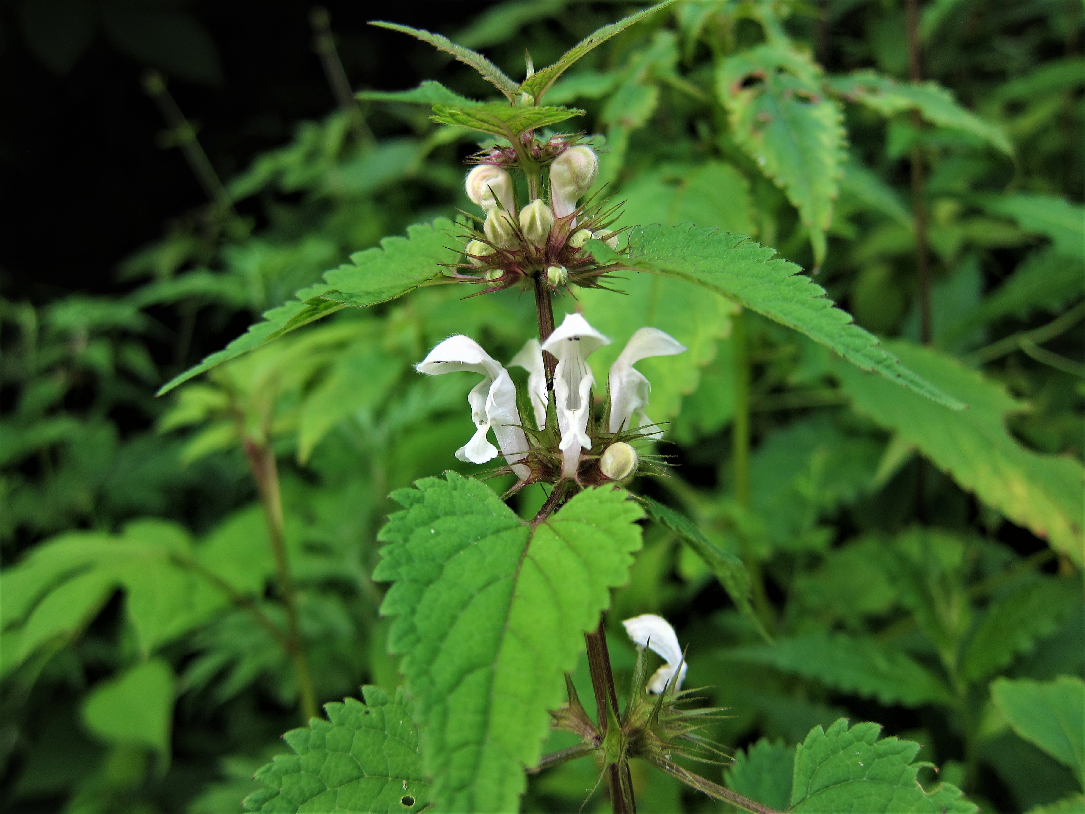川北种子植物记录1