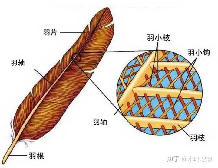 毛概 羽毛的结构与辨识概述 第二版 哔哩哔哩