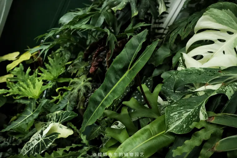 植物栽培 蔓绿绒 喜林芋属philodendron栽培简介 哔哩哔哩