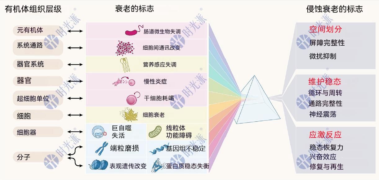 Cell重磅:衰老教科书大改写!12个权威衰老标识发布,新增3个! - 哔哩哔哩