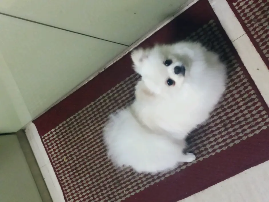 关于我的狗子不幸感染细小一事 哔哩哔哩