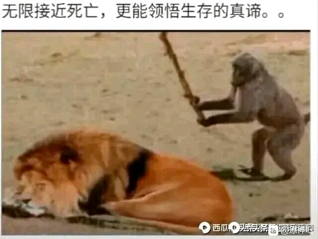 就这点吊图