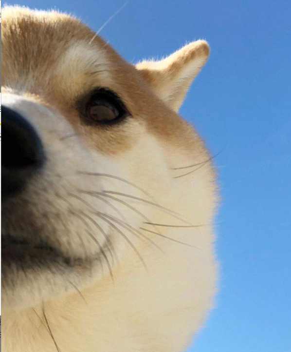 买柴犬去哪比较靠谱?家庭?宠物店?狗市?还是犬舍?