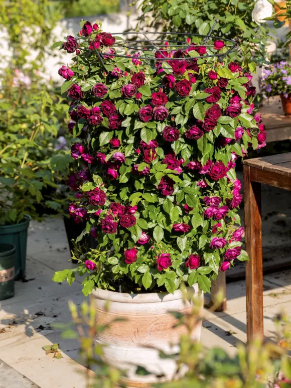 搬运 月季 小白在人间 杂交野蔷薇hybrid Multiflora品种欣赏 哔哩哔哩