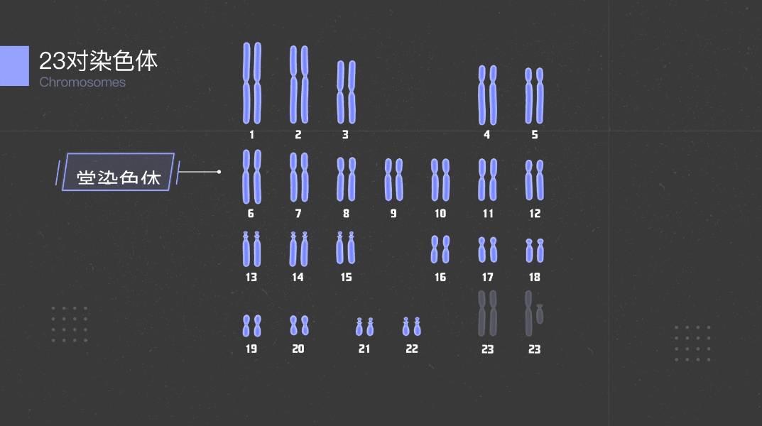 人类的23对染色体中,有22对常染色体和1对性染色体,女性是xx,男性是xy