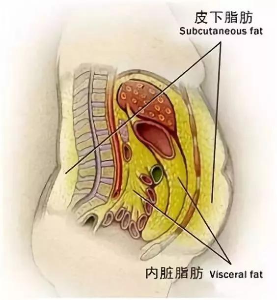 内脏脂肪解剖图片