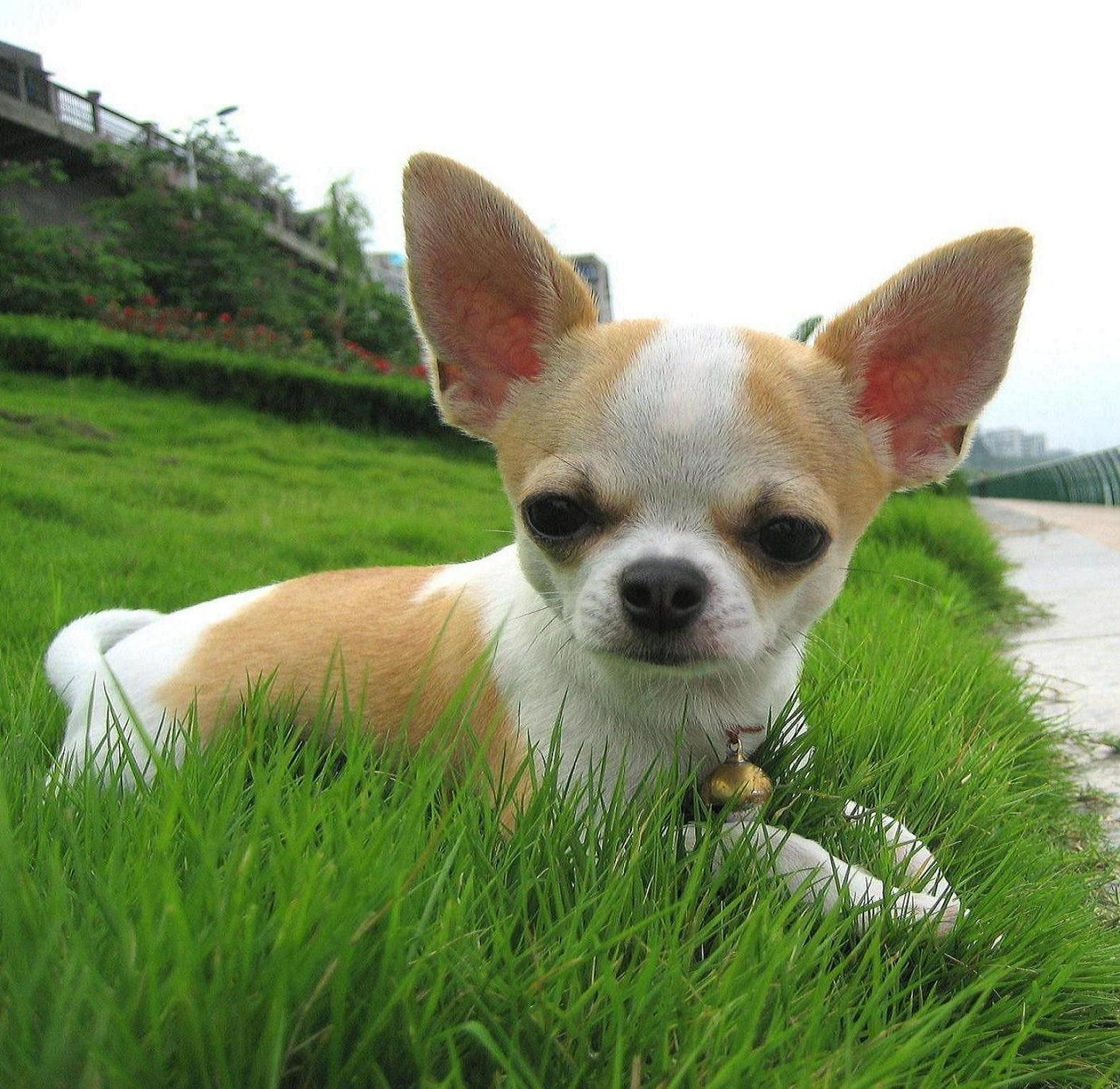 从东莞市到甘孜藏族自治州托运1只吉娃娃_宠物狗托运_宠物狗快递