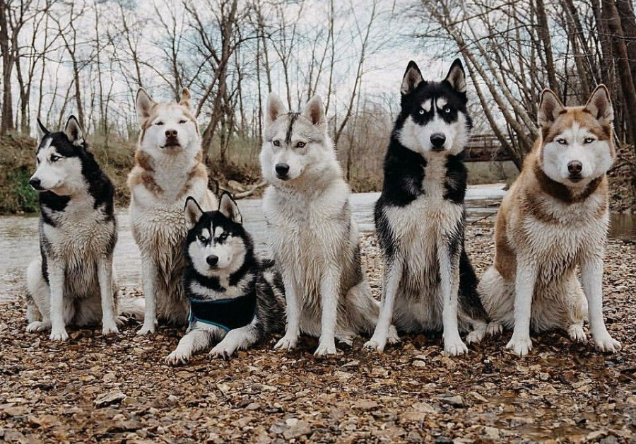这6种狗狗与军犬沾不上边,雪橇三傻皆在其中,有你家狗吗?