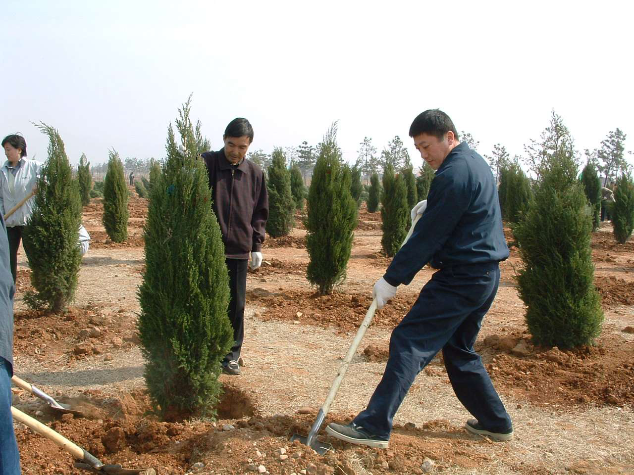 图为正在植树的人员