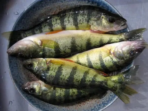 此鱼吃食凶猛,适合冰钓,成鱼最大才2斤,本地俗称"五道黑"