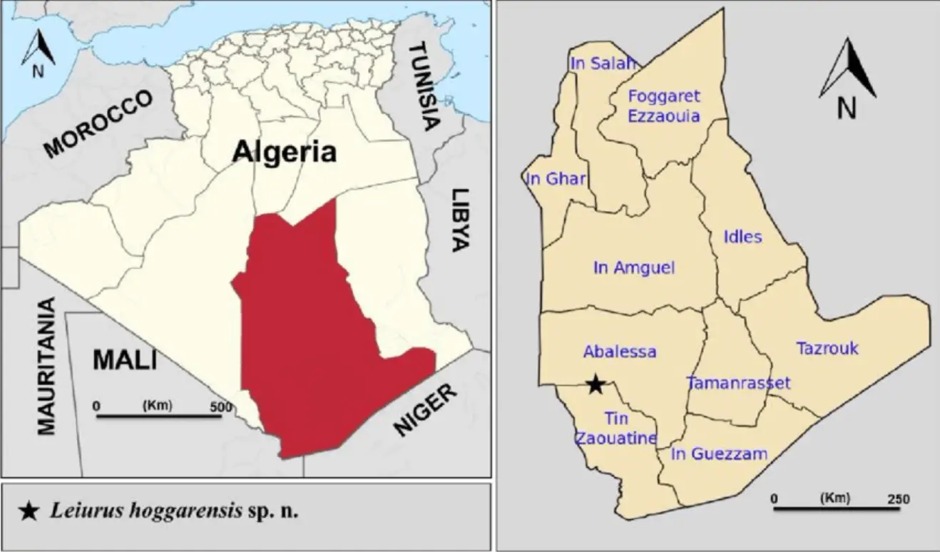 滑尾蝎属(Leiurus)简介、分类学地位及已知品种