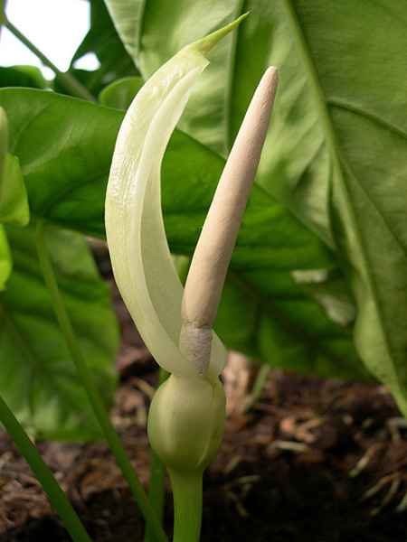 【植物图鉴】word alocasia 世界海芋01