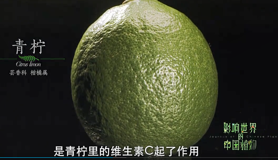 推荐我国一部植物纪录片《影响世界的中国植物