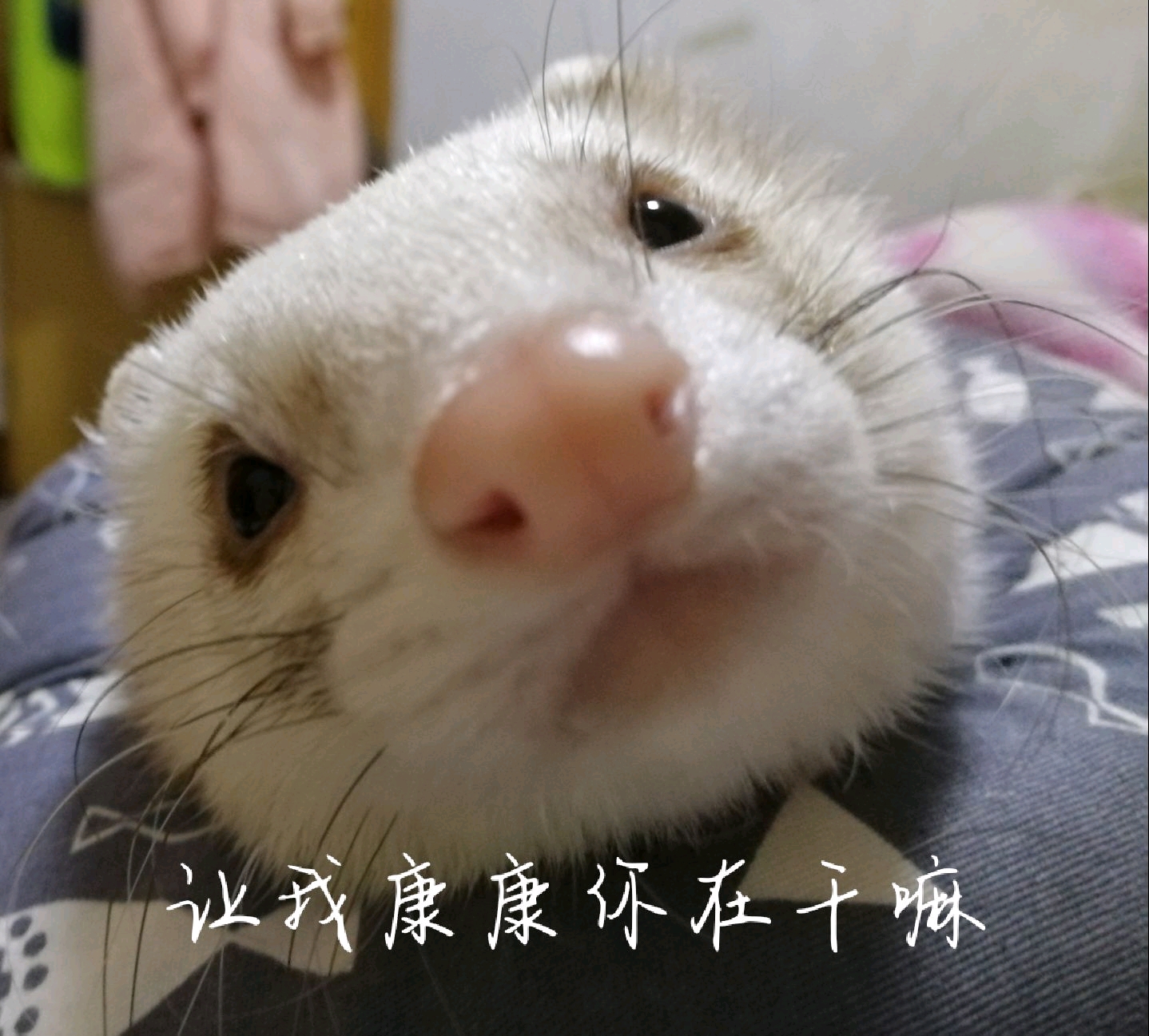 小雪貂表情包第二弹