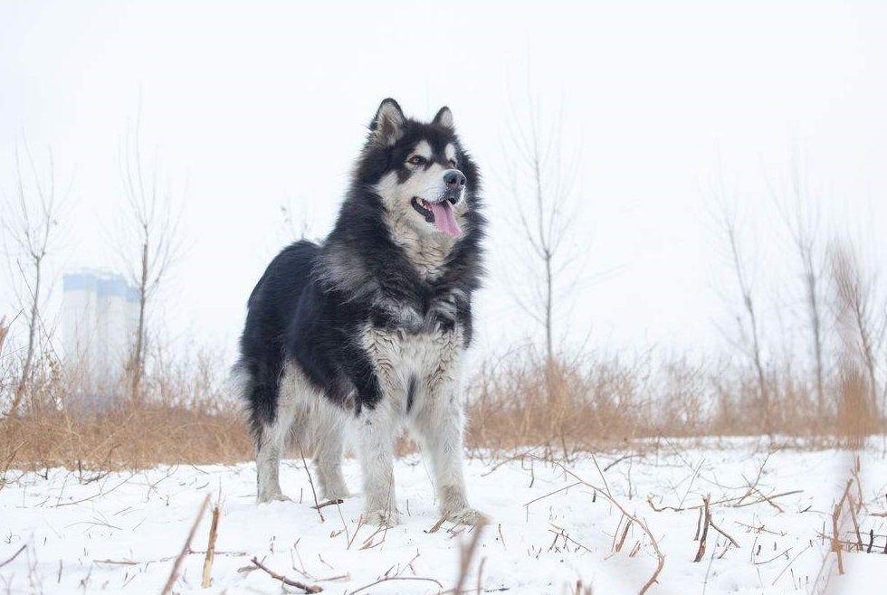 常见宠物狗大全:品种,简介,价格