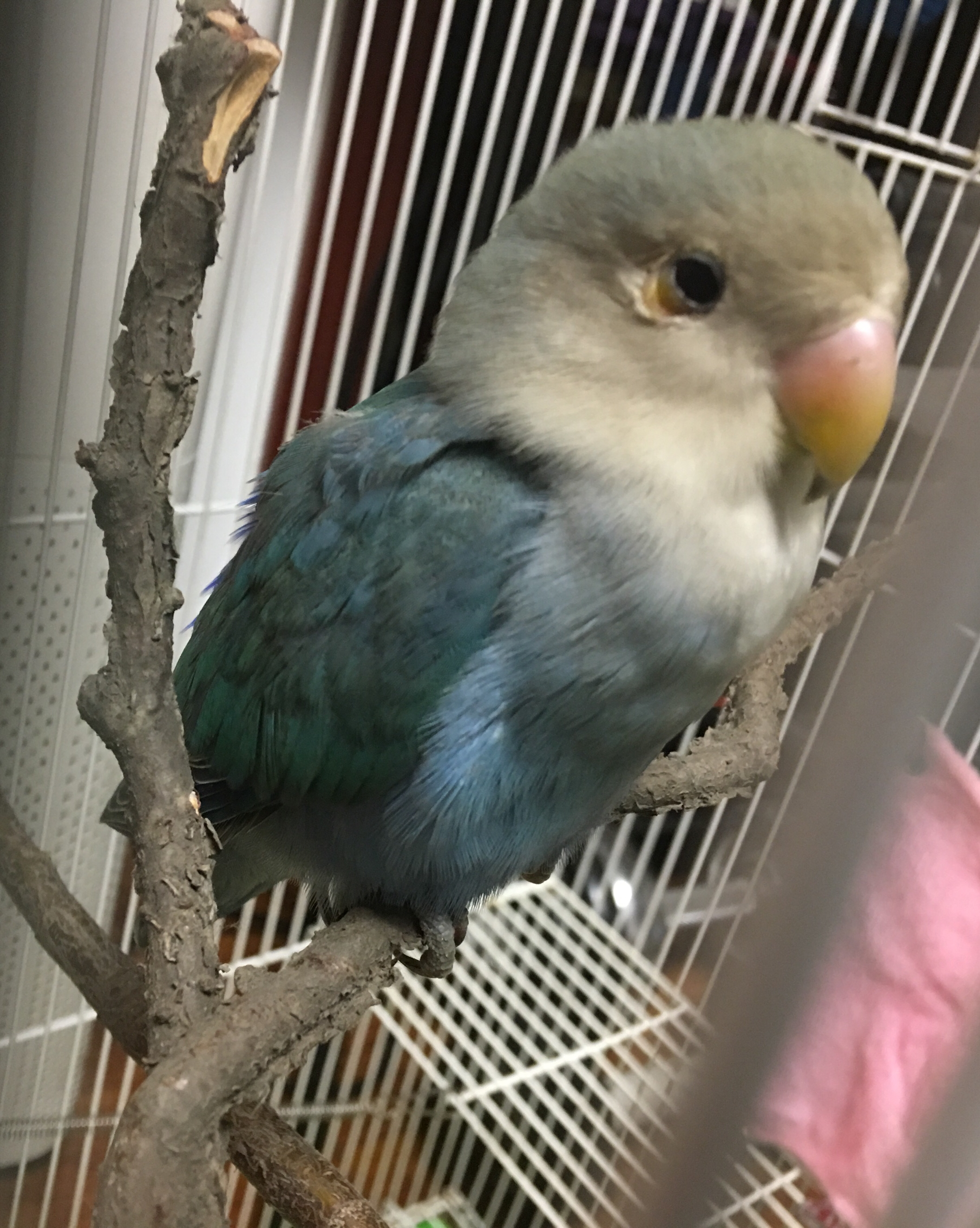 哪位大神可以帮我看看我家牡丹鹦鹉的眼睛怎么了?有点担心