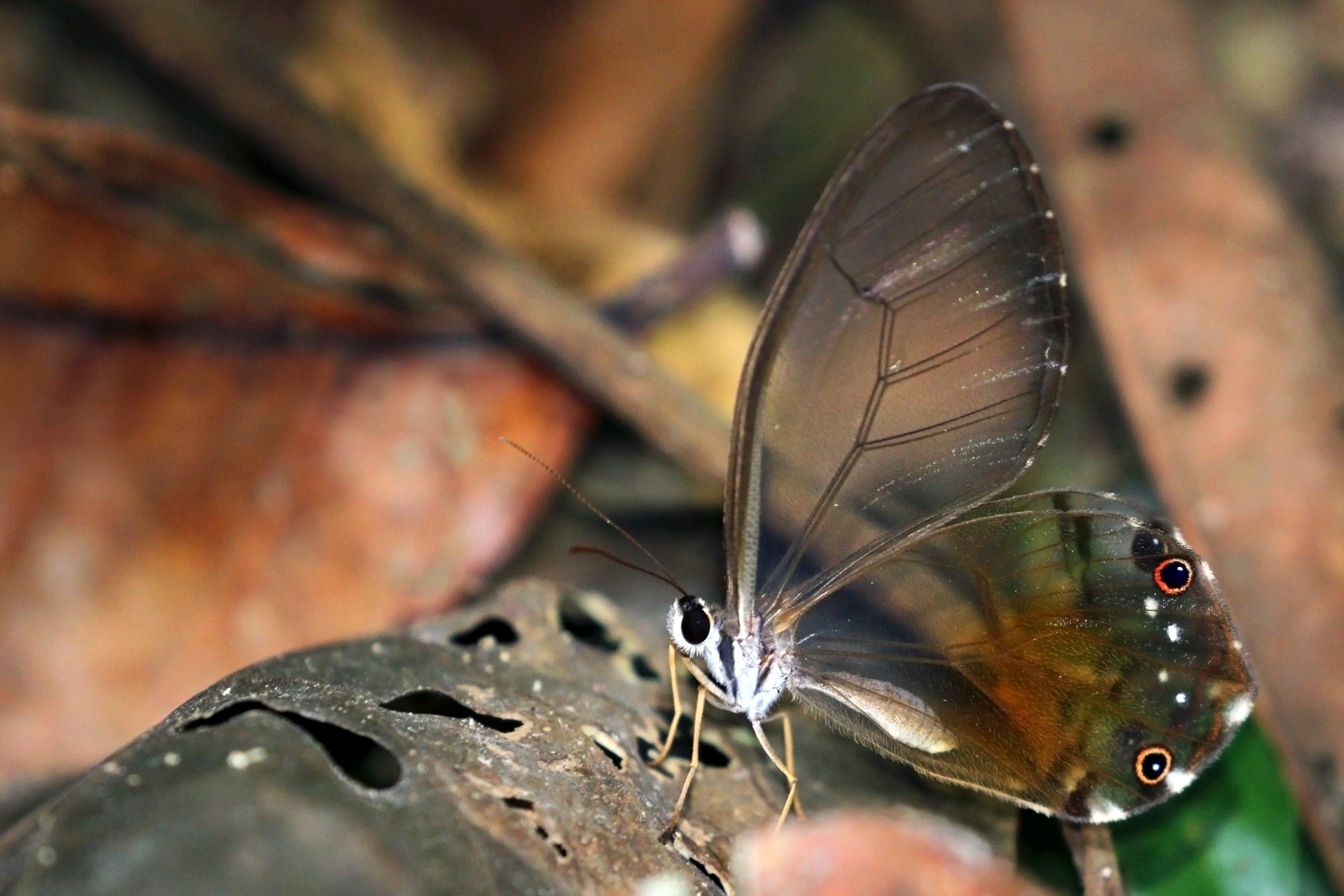 晶眼蝶 heatera. piera