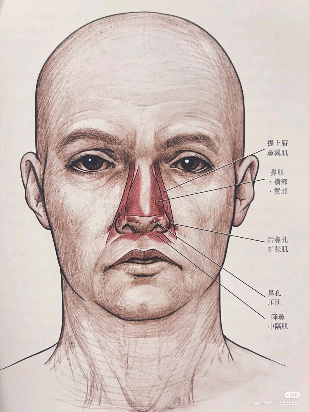 软骨性鼻锥的手术应用解剖 - 微医（挂号网）