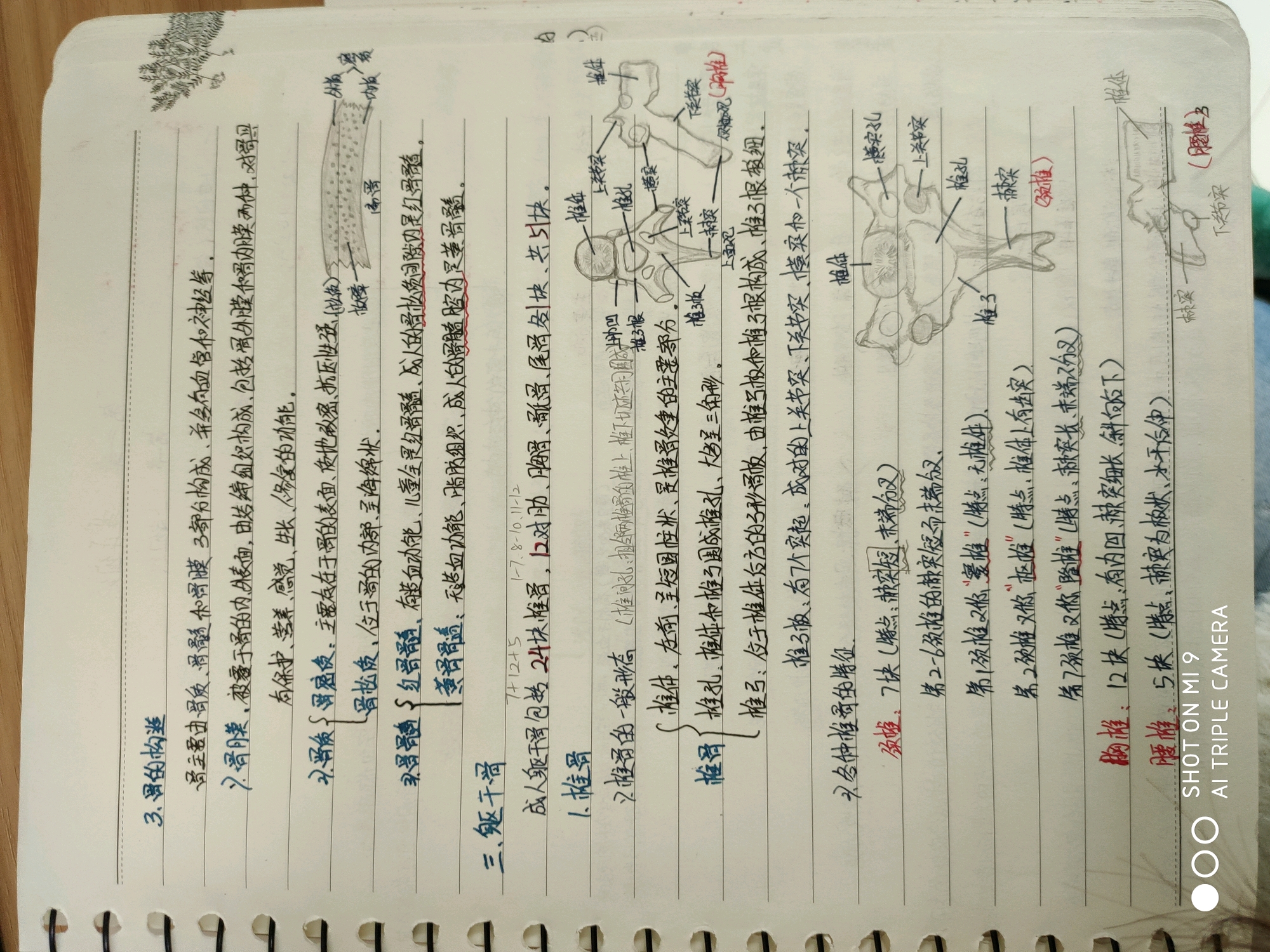 护理系《解剖学》笔记(一)