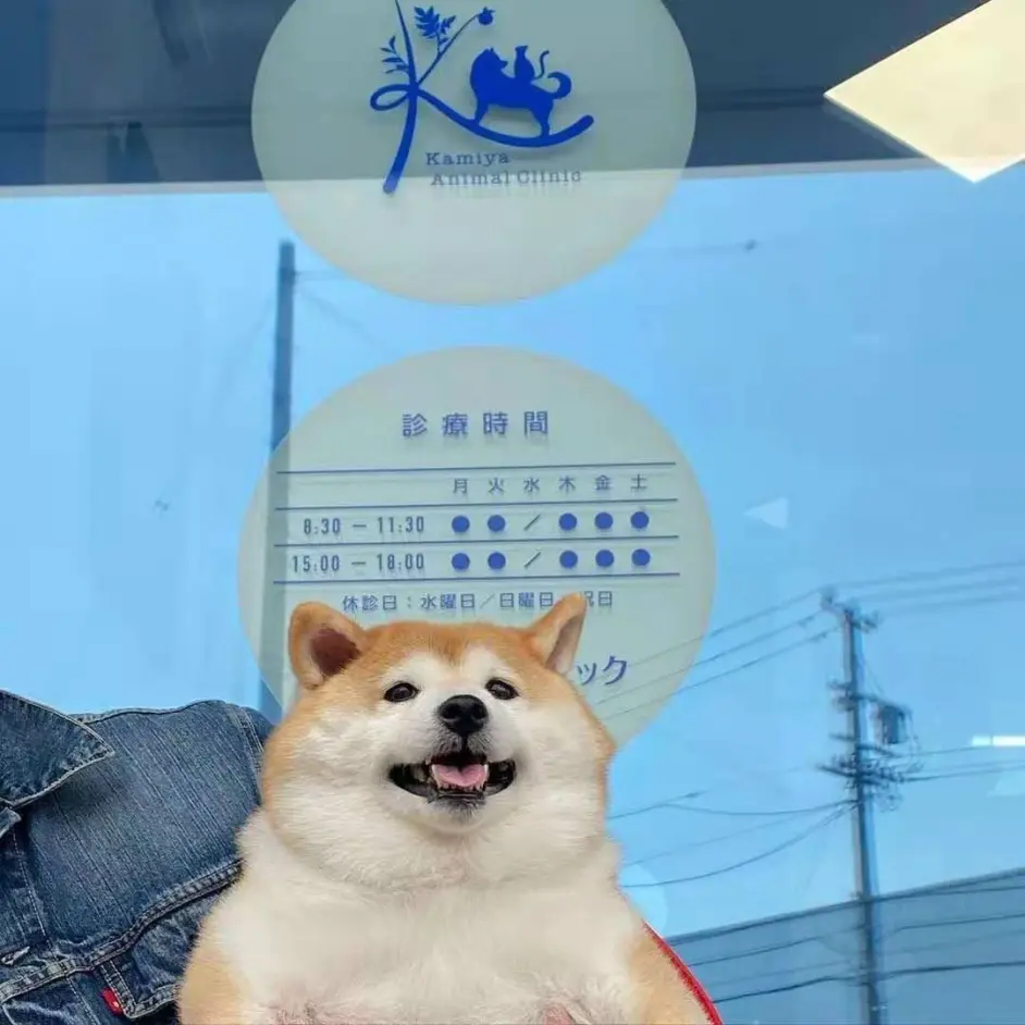 三个月大的柴犬需要打疫苗吗 间隔有要求吗 哔哩哔哩 三个月大的柴犬需要打疫苗吗 间隔有要求吗 哔哩哔哩